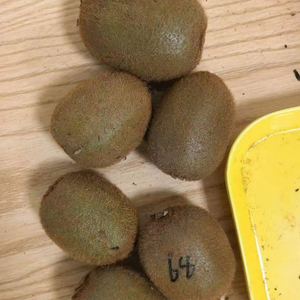 <span class=keywords><strong>Kiwi</strong></span> Fresco <span class=keywords><strong>Hayward</strong></span> 80g+ al por Mayor, <span class=keywords><strong>Kiwi</strong></span> Verde para Supermercados, Mercados de Frutas y Exportación - Product Image 1
