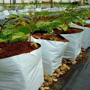 Blocs de fibres de coco en vrac, briques de coco, tourbe de coco, sacs de culture en fibres de coco - Product Image 5