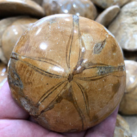 Madagascar Pierre Naturelle Poli Mer D'échinoïdes Étoile Spécimen Étoile De Mer Fossiles Pour La Décoration