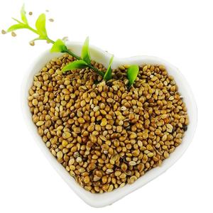 Špičková kvalita žlutý kartáč Kukuřičné proso Hot Sale Bird Seed