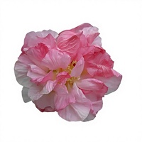 Poudre d'extrait d'hibiscus de haute qualité et à haute teneur 10:1, poudre d'hibiscus hydrosoluble de qualité alimentaire