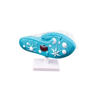 Modello di <span class=keywords><strong>cellula</strong></span> del paramecio di insegnamento della biologia 3D con il nuovo materiale plastico dei capelli - Product Image 2