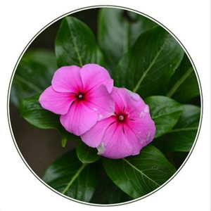 Extracto de <span class=keywords><strong>Catharanthus</strong></span> Roseus, Polvo de <span class=keywords><strong>Catharanthus</strong></span> Roseus, Puro y Natural de Grado Alimenticio - Product Image 2