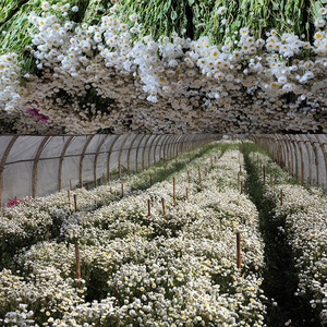 Fiori di <span class=keywords><strong>margherita</strong></span> essiccati naturali testa di fiori di <span class=keywords><strong>margherita</strong></span> bianca decorazione del giardino di nozze di casa fai da te Mini <span class=keywords><strong>margherita</strong></span> fiori secchi decorativi - Product Image 5