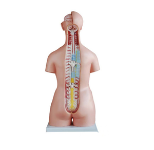 Modèle anatomique d'éducation médicale, modèle de torse humain en plastique, modèle de sexe double - Product Image 2
