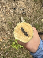 Matière première d'encens d'agarwood naturelle de haute qualité à forte teneur en huile, personnalisable, vente en gros