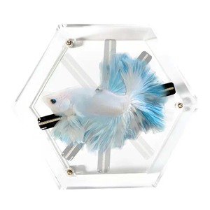 Xu Hướng 2024 Máy Tính Để Bàn Nhỏ 3D Holographic Fan Với Bìa Di Động Ứng Dụng Điều Khiển Ba Chiều Di Động 3D Hologram Máy Chiếu Fan Trong Trường Hợp - Product Image 3