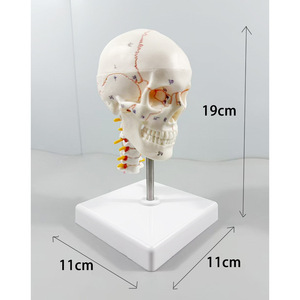 Modelo de cráneo humano coloreado SCIEDU, modelo de cráneo coloreado 1/2, diadema digital blanca, <span class=keywords><strong>banda</strong></span> para columna cervical, cerebro - Product Image 2