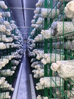 Conteneur de culture hydroponique de champignons Shiitake Matsutake Hezhou HM-40FT avec système d'air frais, contrôlé par PLC, à haut rendement et économe en énergie