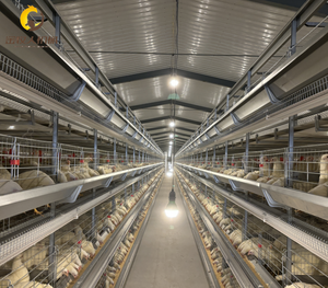 Cage à poulets <span class=keywords><strong>de</strong></span> type H avec compartiments bien proportionnés : un design qui aide les agriculteurs à obtenir des rendements économiques plus élevés sur des terres agricoles limitées - Product Image 5
