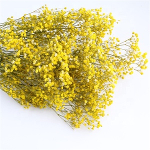YUNNAN-ramo de flores de Gypsophile secas para bebé, granja Real Natural fresca para siempre, respiración seca - Product Image 1