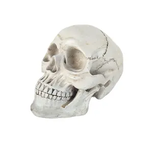 Polyresin Life Size Ivory Human Adult Skull Head Replica Statue