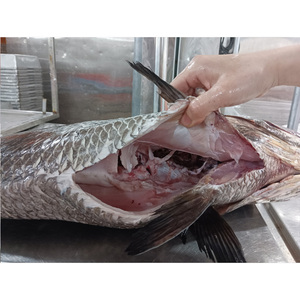 Frozen Fish Brown <strong>Croaker</strong> Fish Frozen Brown <strong>Croaker</strong> Gutted 3-5kg and 5kg up for Market - Product Image 2