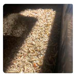 Vente en gros de vers de farine séchés comestibles d'insectes alimentaires naturels à haute teneur en protéines pour animaux de compagnie pour oiseaux - Product Image 2