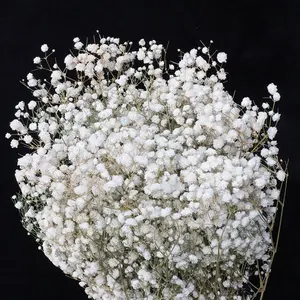 M3-120g Fábrica atacado preservado Natural Gypsophila Secas Flores Ramos Babys Respiração Bouquet Flores