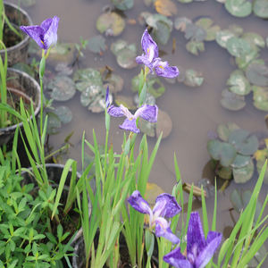 Iris japonaise 'Ina Arasi' - une <span class=keywords><strong>plante</strong></span> aquatique adaptée aux bassins de jardin et aux serres - Iris japonaise - Product Image 4