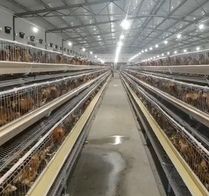 Système d'alimentation automatique pour élevage de volailles, cages à batterie pour poulets pondeuses - Product Image 1