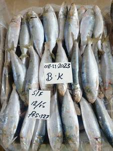 أسماك سردين مجمدة - Product Image 4