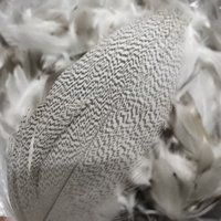 Plumes de canard blanc en gros, plumes de canard de différentes tailles pour la fabrication de mouches artificielles, mouches humides, mouches Spey, leurres pour saumon et truite