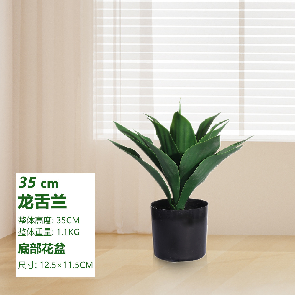Agave 35cm