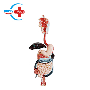 HC-S251 แบบจำลองการสอน แบบจำลองระบบย่อยอาหารของมนุษย์ แบบจำลองกายวิภาคกระเพาะอาหารขนาดใหญ่สำหรับการสอนและการศึกษา - Product Image 2