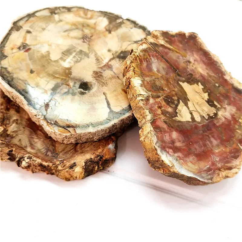 Penjualan Laris Spesimen Potongan Batu Kasar Lempengan Fossil Kayu Poles Alami, Potongan Kayu Petrified