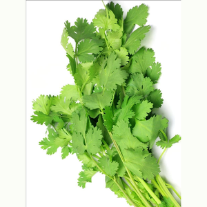 Variedad de Cilantro de Alto Rendimiento Adecuada para Cultivadores Profesionales, Producción de Hierbas Frescas y Operaciones Agrícolas a Gran Escala - Product Image 5