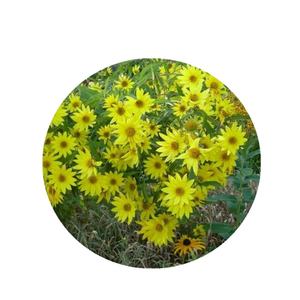 Ée-Wurzel-extrakt 90% Inulin Pulver - Product Image 5