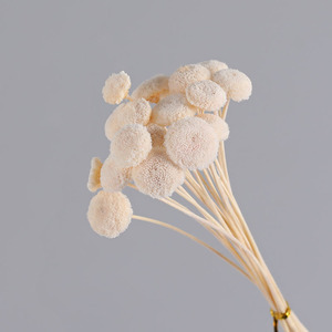 20 pièces/lot Fleurs <span class=keywords><strong>de</strong></span> bouton séchées naturelles colorées DIY Arrangements floraux Diplôme Fleurs réelles conservées longue durée - Product Image 5