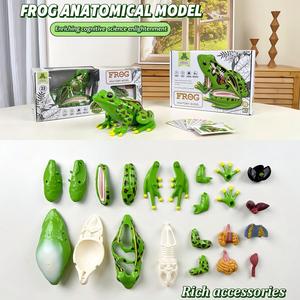 Modèle anatomique <span class=keywords><strong>de</strong></span> grenouille en 23 pièces - Kit scientifique <span class=keywords><strong>de</strong></span> biologie 4D détachable pour <span class=keywords><strong>l</strong></span>'éducation STEM et les laboratoires scolaires - Product Image 1