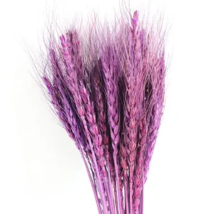 Trade assurance natural Plants Multi-color Primary Color Ears of Wheat ears dried dry wheat