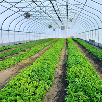 Serre tunnel monopente en PE, kit pré-découpé économique pour la culture prolongée des légumes et des tomates