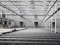 Serre multi-chapelles de style Venlo en acier avec parois en verre/PC pour l'agriculture et la croissance des plantes
