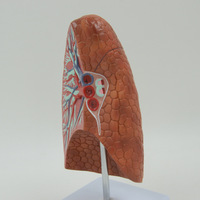 Modèle d'anatomie du poumon humain avec structures bronchiques et vasculaires pour l'enseignement de la biologie