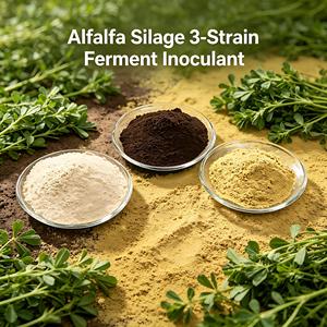 Probiótico <span class=keywords><strong>para</strong></span> Alimento de Alfalfa - Inoculante Fermentado de 3 Cepas (Aspergillus Niger, Bacterias del Ácido Láctico, Levadura de Cerveza) con Aminoácidos de Grado Alimenticio - Product Image 1