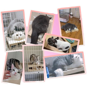 Wooden <b>Cat</b> <b>Scratching</b> <b>Post</b> Double Layer Vertical Hemp Rope Style Durable <b>Cat</b> Stand Minimalist Design <b>For</b> Indoor <b>Cats</b> - Product Image 4