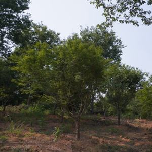 Árbol de Arce Rojo <span class=keywords><strong>Acer</strong></span> Palmatum Atropurpureum para Decoración de Jardines y Parques al Aire Libre, Árboles Ornamentales de Paisajismo, Plántulas de Calidad - Product Image 5