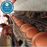 Cage en treillis métallique galvanisé à prix abordable pour cailles et poulets avec système d'abreuvement automatique pour élevage avicole