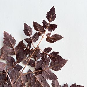Feuille artificielle de Coleus Copinto <span class=keywords><strong>en</strong></span> soie à 2 branches de haute qualité pour la décoration d'événements - Product Image 3