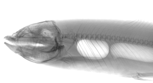جهاز أشعة سينية بيطري بقوة 5 كيلوواط و100 مللي أمبير للحيوانات الأليفة، الكلاب، القطط وغيرها، جهاز تصوير إشعاعي رقمي بيطري للعيادات البيطرية - Product Image 3
