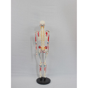 Modèle de squelette humain numérique de 85 cm, avec ligaments d'origine et d'insertion musculaires, disques intervertébraux, nerfs et squelette complet. - Product Image 3