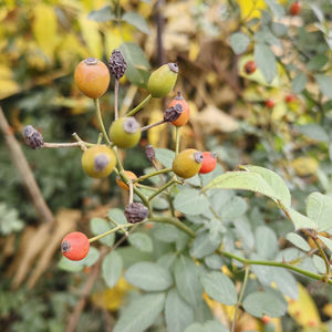 Fruits de Rosa Multiflora Sauvage Naturelle <span class=keywords><strong>Ying</strong></span> Shi <span class=keywords><strong>Zi</strong></span> pour Matériel Herbal - Product Image 5