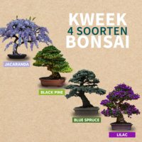 Kit pemula Bonsai yang dapat disesuaikan grosir dengan instruksi rinci untuk Set pohon Bonsai tanaman Taman dan Rumah