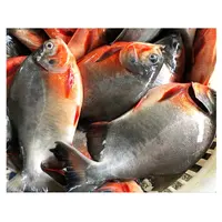 Obral Pomfret/Ikan Pacu Bulat Merah Seluruhnya Frozen