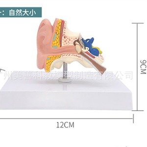 Modèle anatomique d'oreille humaine grandeur nature : un modèle de structure et d'anatomie de l'oreille humaine à l'échelle 1:1, soigneusement rédigé par des médecins. - Product Image 3