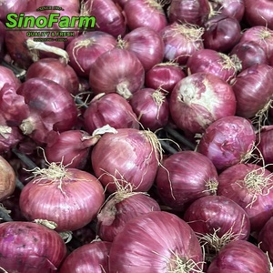 Qualidade de Exportação China Cebola Fresca Cebola Branca Amarela Vermelha Sacos 4-6cm 6-8cm 8-12cm China Cebola Fabricante - Product Image 6