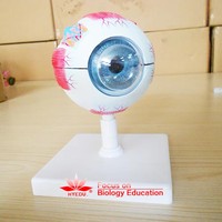 Modelo Anatómico de Ojo Ampliado de Venta Directa de Fábrica, Modelo Educativo de Globo Ocular Avanzado