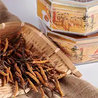 Hochwertiger wilder Cordy ceps sinensis Bio-Tianshi Tibet Getrockneter Cordy ceps sinensis-Extrakt