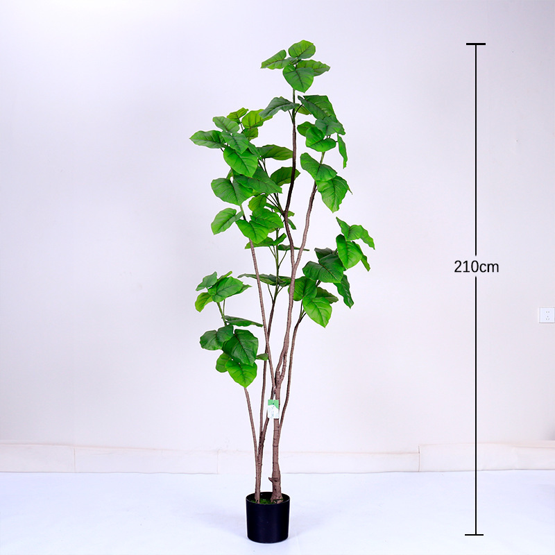 Ficus Heartleaf vert printemps 210cm