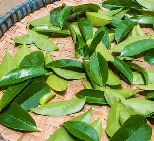 Foglie di Graviola Essiccate Direttamente dalla Fabbrica, Materia Prima per Tè alle <span class=keywords><strong>Erbe</strong></span>, Bevanda Salutare, Erba Naturale all'Ingrosso, Fornitura all'Ingrosso - Product Image 3